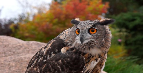 Eagle-Owl