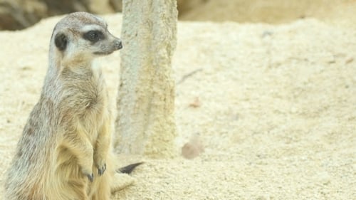 Erdmännchen