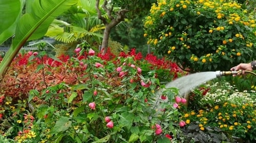 Watering Colorful Tropical Flowers in Lush Garden