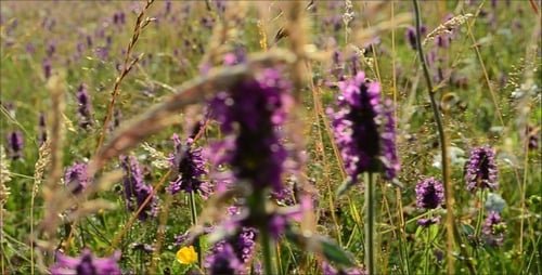 Fleurs sauvages 12
