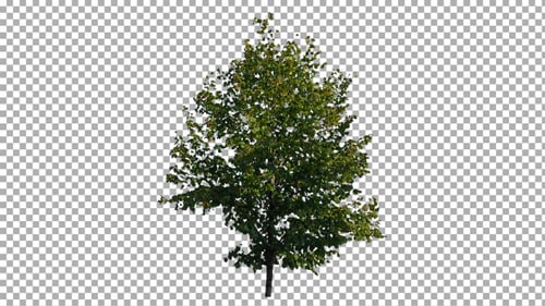 Green Tree Isolated on Transparent Background