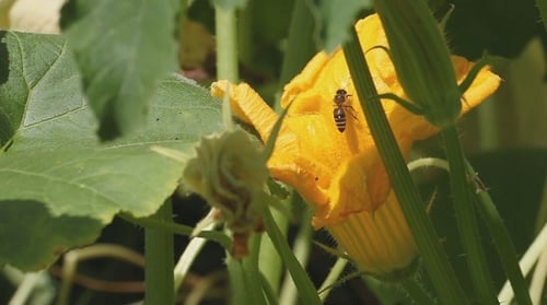 Bienen in einer großen Blume