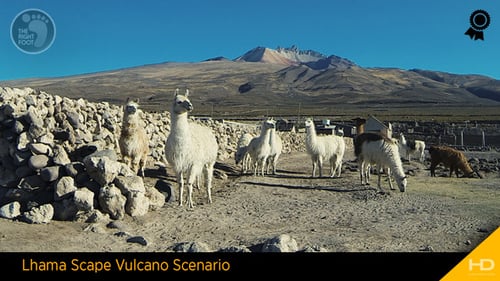 Llama Herd Walking in Rural Mountain Landscape