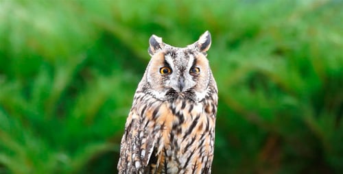 Owl Chick