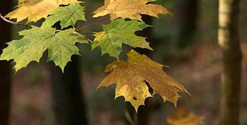 Autumn Forest