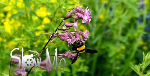Forest Bee 2