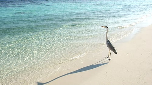 Grey Chiron On The Beach