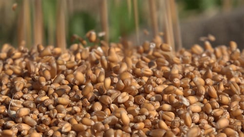 Golden Wheat Grain Pouring in Rural Setting