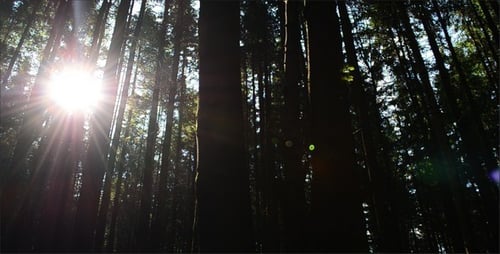 Pines 29