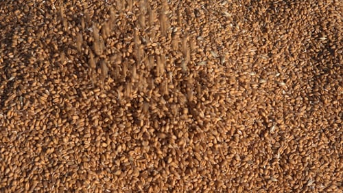 Pouring Pile of Golden Brown Wheat Grains