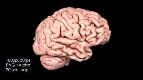 Rotating 3D Human Brain for Medical and Science Projects