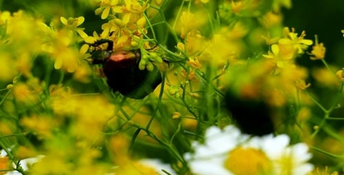 Besouro (Cockchafer) 1