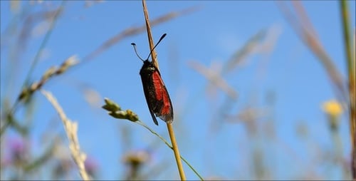 Striking Zygaenidae Moth on Blade of Grass