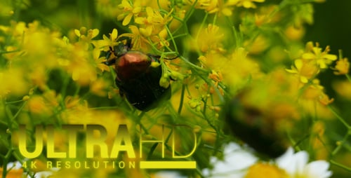 Käfer (Cockchafer) 1