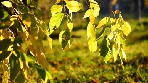 Schöne gelbe Herbstblätter mit Hintergrundbeleuchtung