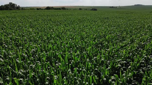 Reihen von kleinen grünen Sprossen aus Mais