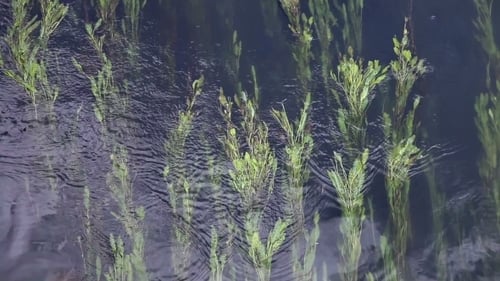 Plantes sous-marines