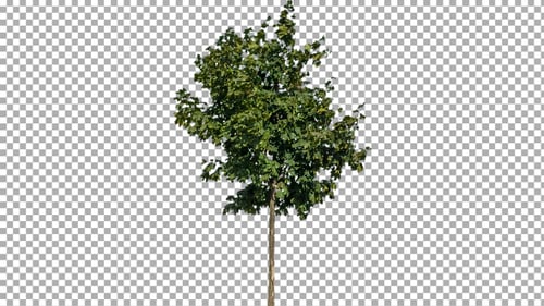Small Tree Swaying with Transparent Alpha Channel