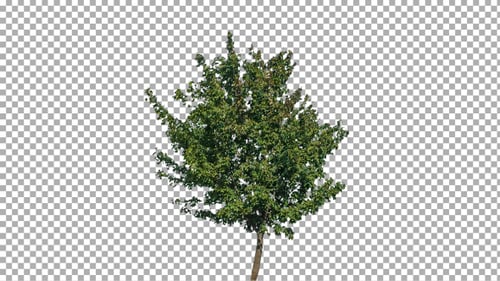 Small Tree with Green Leaves on Transparent Background