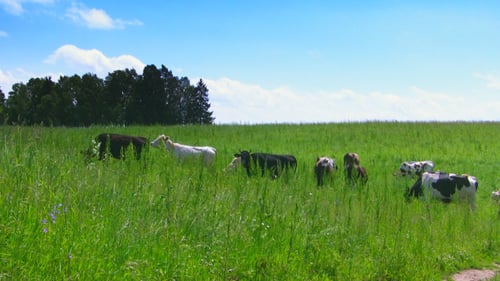 Cows In The Meadow.