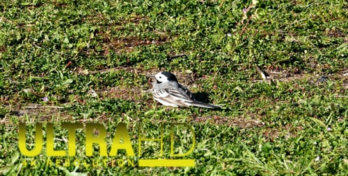 Vogel 1