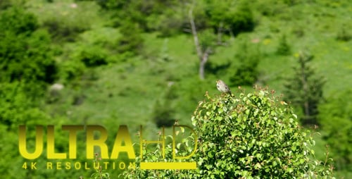 Bird Singing Atop Bush on Sunny Day