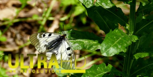 Schmetterling 1