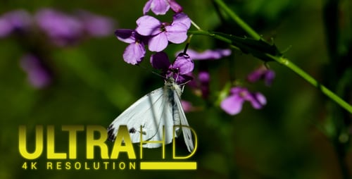 Butterfly 2
