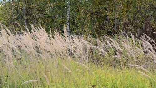 Tall Grass Gently Blowing in a Rural Field