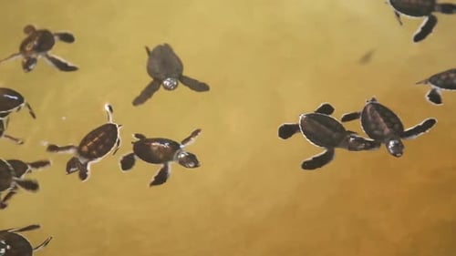 Baby Turtles Swimming In A Pool At A Turtle Hatchery In Sri Lanka. 1