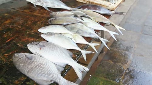 Fische werden bei einem lokalen Fischhändler ausgestellt, der täglich von lokalen Fischern geliefert wird, in Galle, Sri Lanka
