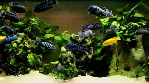 Peces en el acuario 10