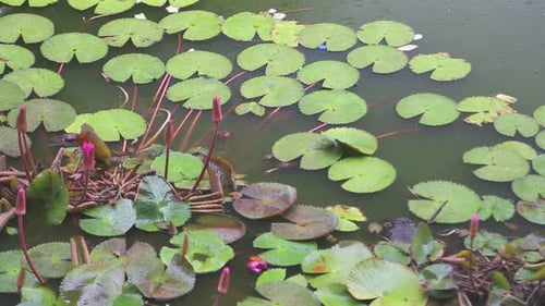Close Up Of Lotus Pond While Raining At The Golden Temple Of Dambulla.