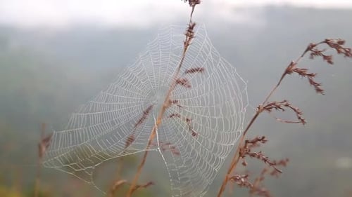 Ansicht eines Spinnennetzes auf einem im Wind fließenden Grasstamm