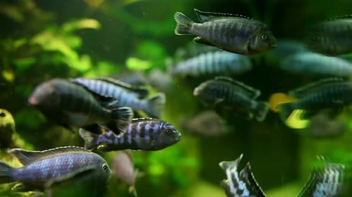 Fische im Aquarium 17