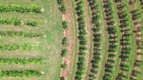 Beautiful Aerial Landscape Of Vineyard Fields In Slovenia. 3