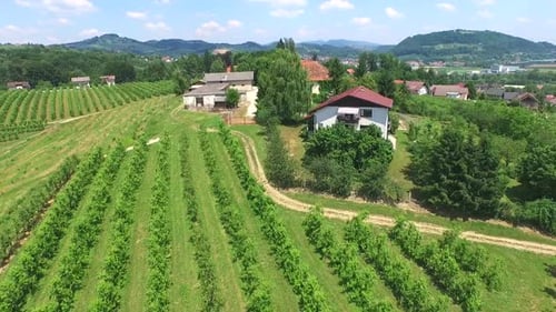 Schöne Luftlandschaft von Weinbergfeldern auf einem Hügel in Slowenien.