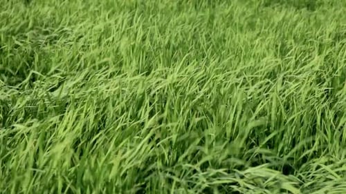 Gras Reis im Wind 1