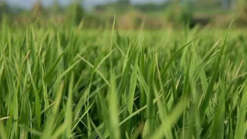 Grass Rice In Wind 3