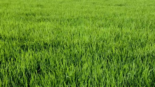 Grass Rice In Wind 6