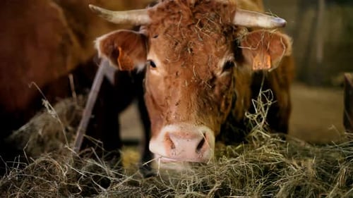 Cow Eating Hay in a Barn