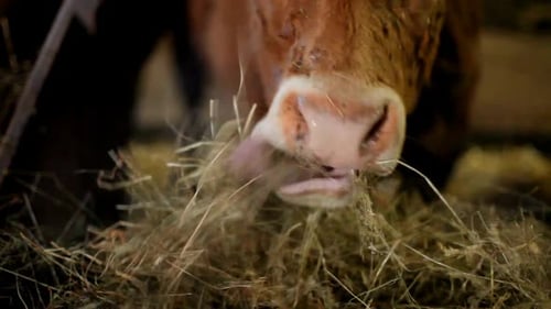 Brown Cow Eating Hay Inside Farm Building