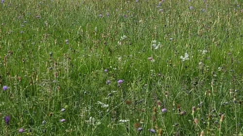 Wild Flowers In Field In Countryside 1