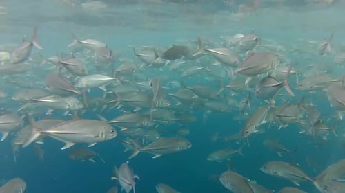 Shoal Of Jack Fish à Tulemben à Bali, Indonésie 1