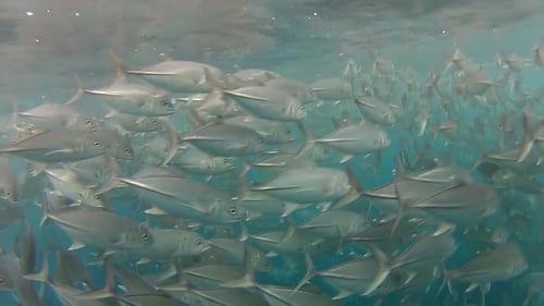 Shoal Of Jack Fish In Tulemben In Bali, Indonesia 10
