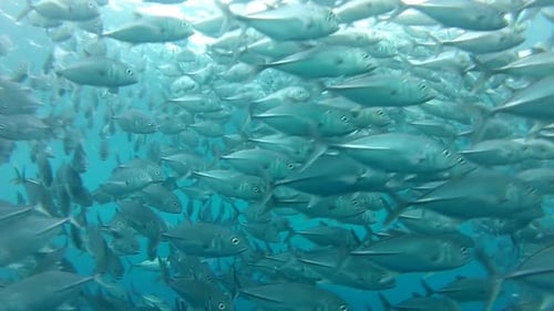Shoal Of Jack Fish à Tulemben à Bali, Indonésie 12