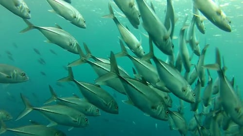 Shoal Of Jack Fish In Tulemben In Bali, Indonesia 13