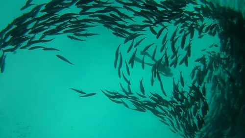 Shoal Of Jack Fish à Tulemben à Bali, Indonésie 14