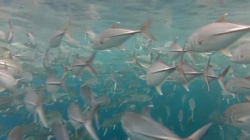 Shoal Of Jack Fish à Tulemben à Bali, Indonésie 2