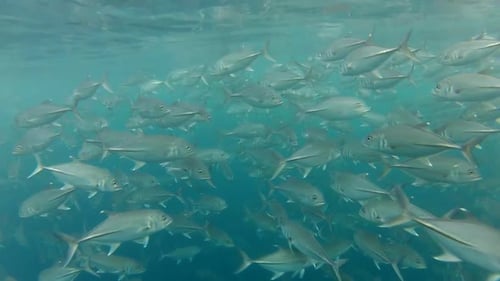 Shoal Of Jack Fish à Tulemben à Bali, Indonésie 3